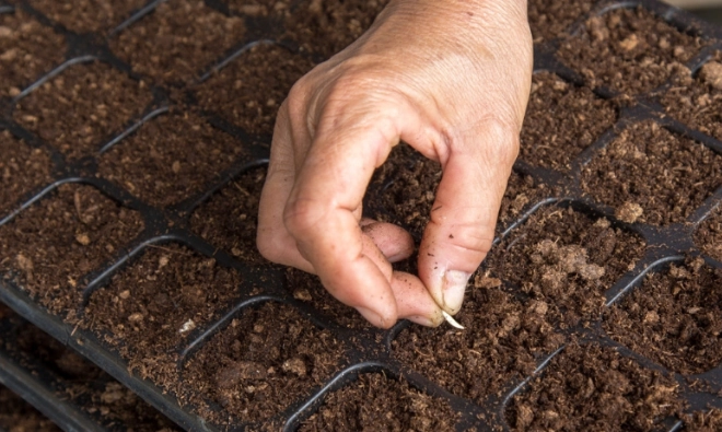 小黃瓜育苗時間