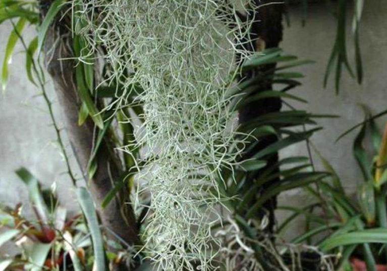 松蘿怎麼養 松蘿怎麼養