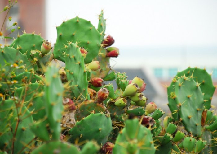 仙人掌紅色果實