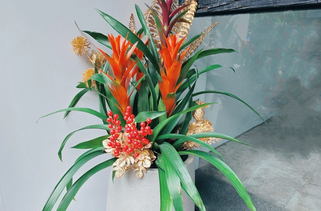 室內植物澆水 室內植物澆水