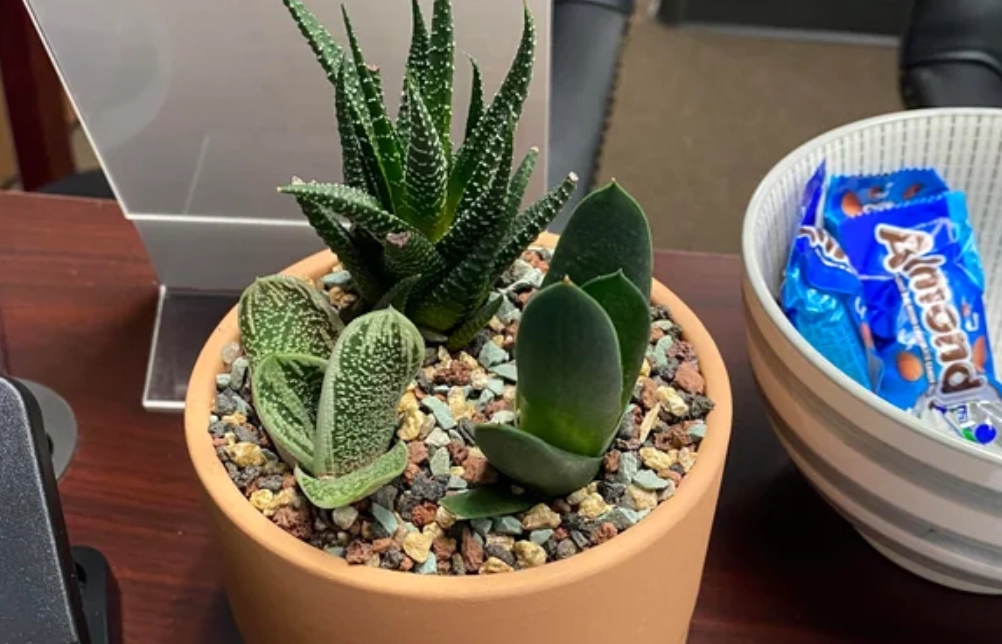 辦公室多肉植物