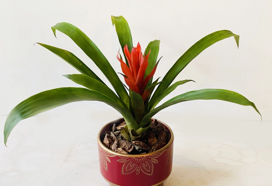 鳳梨花照顧 鳳梨花照顧