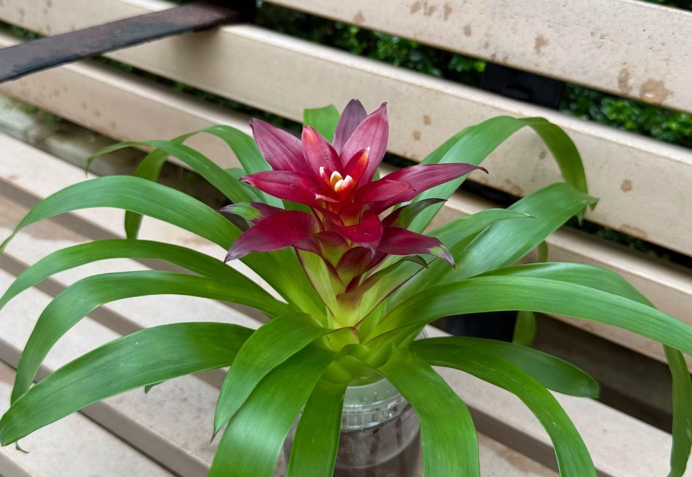 室內植物澆水 室內植物澆水