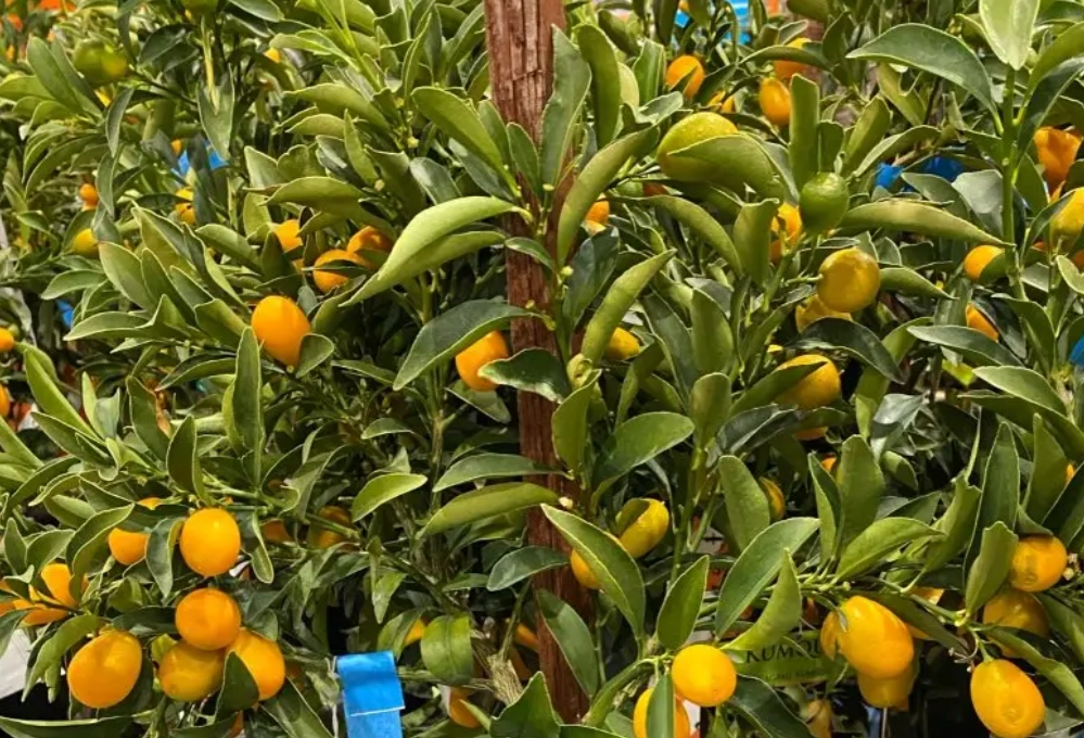 金桔樹種植