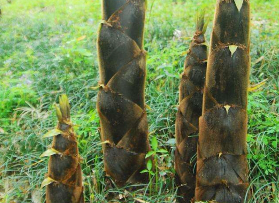 巨龍竹盆栽養護