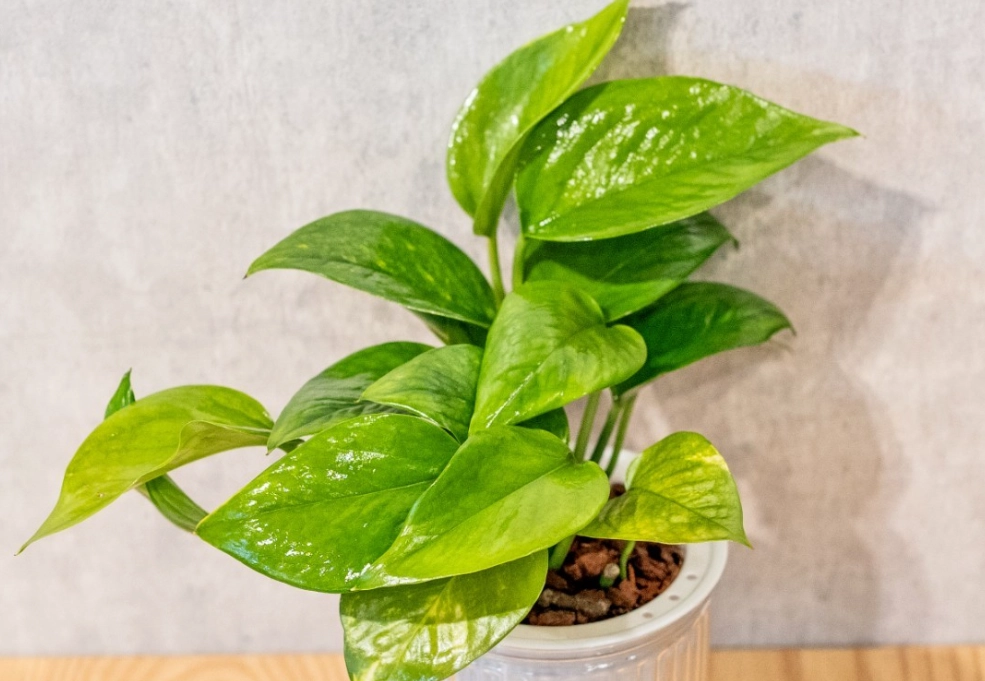 室內空氣品質植物 室內空氣品質植物