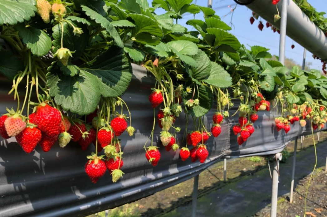 草莓採果體驗 草莓採果體驗