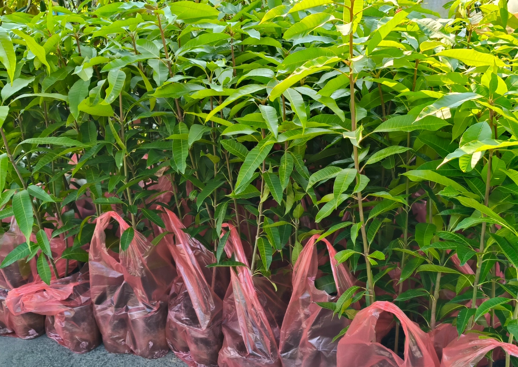 芒果實生苗結果時間