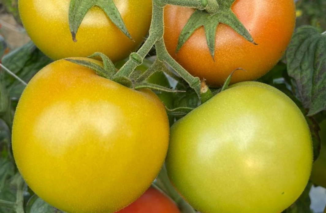 大番茄種植方法