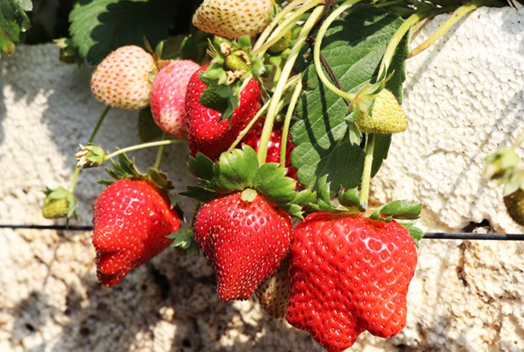 無毒草莓農場