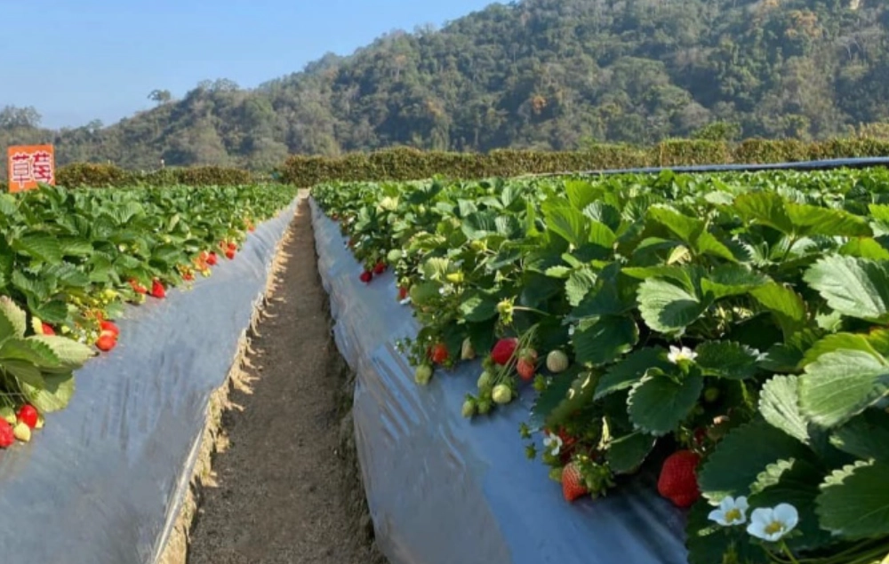 草莓採果體驗 草莓採果體驗