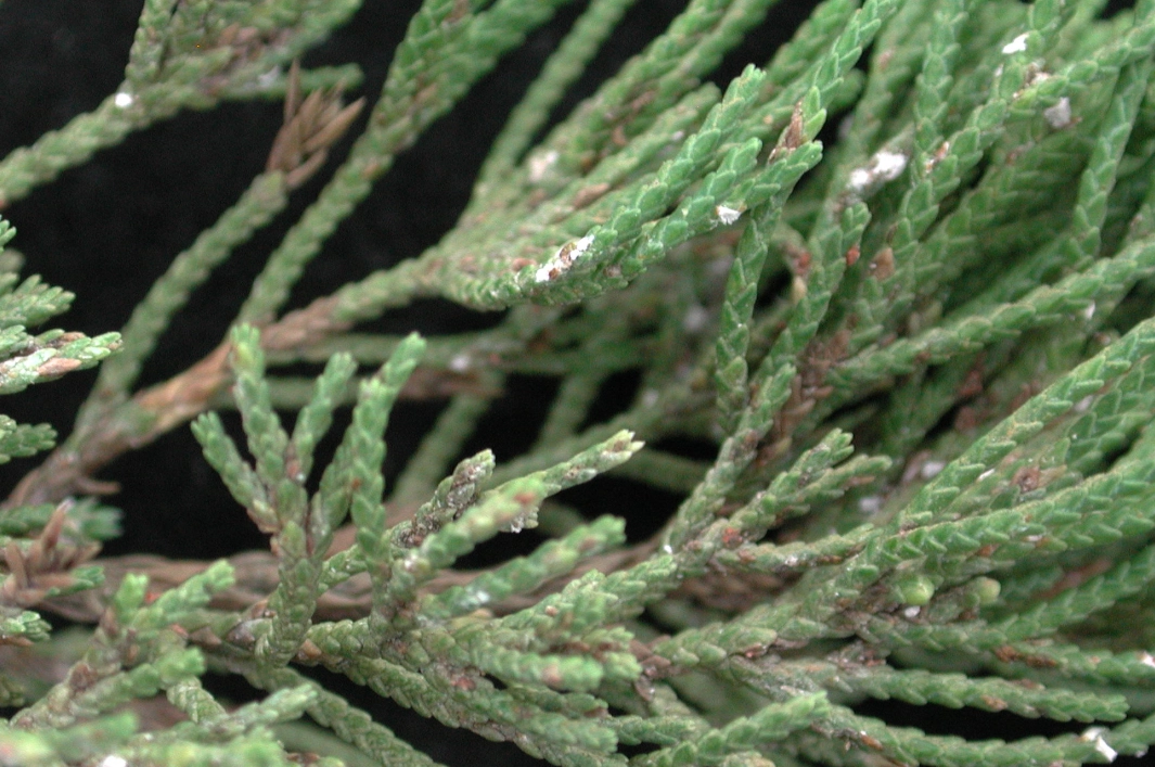 真柏病蟲害防治