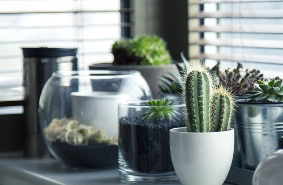 多肉植物照顧