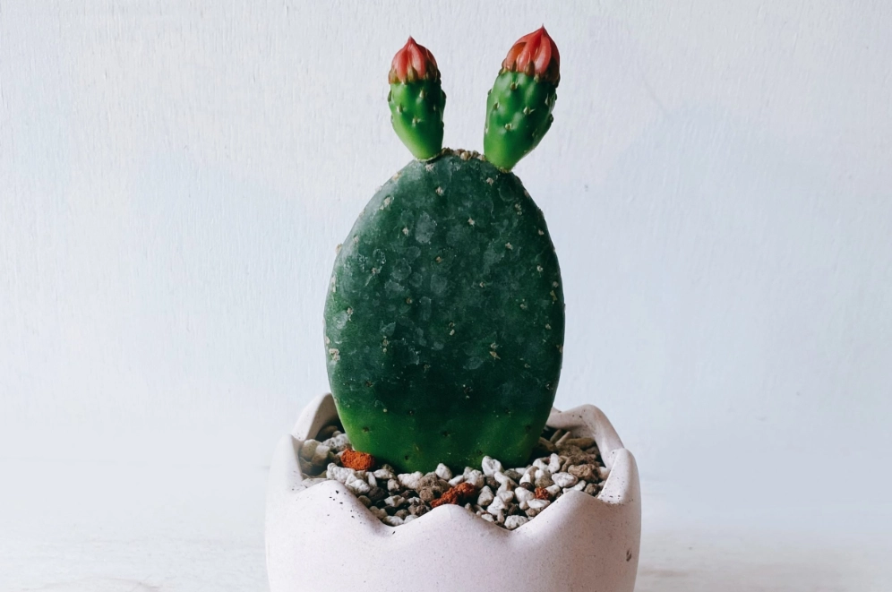 室內植物推薦 室內植物推薦