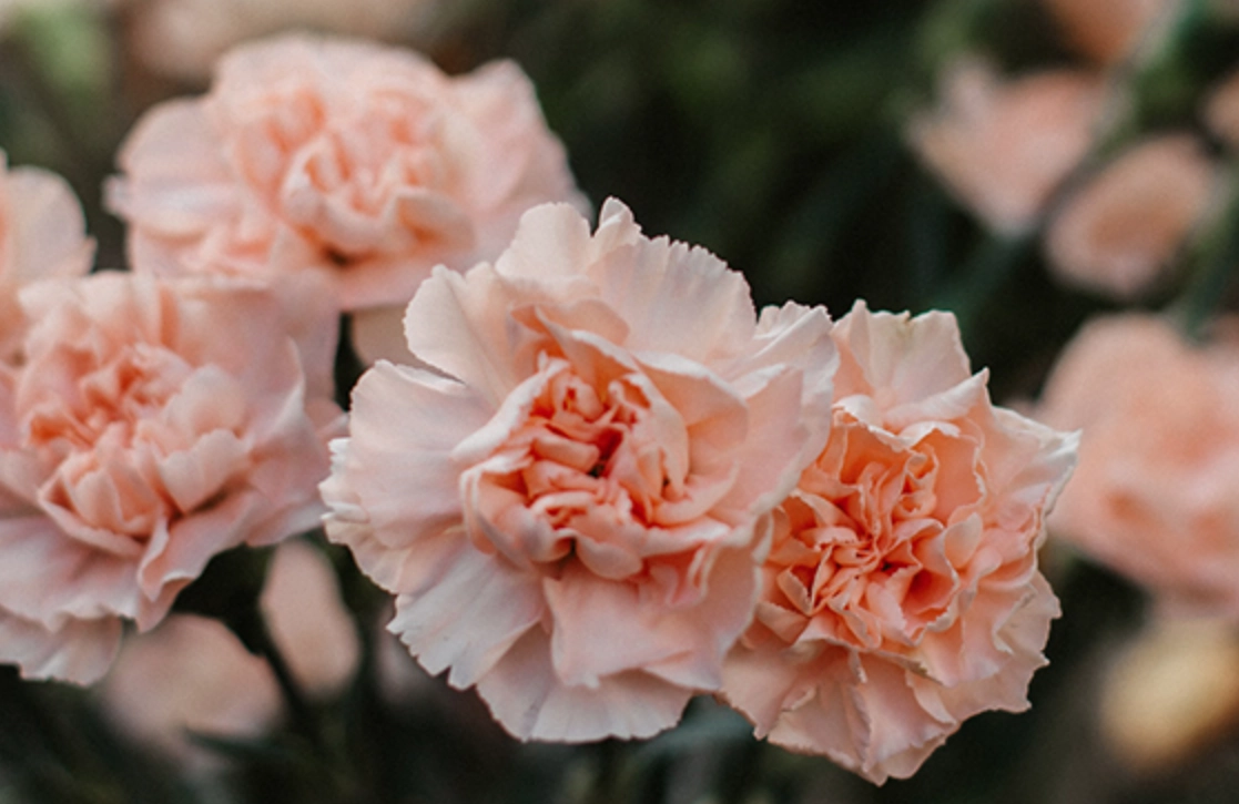 康乃馨 貓 安全 康乃馨 貓 安全