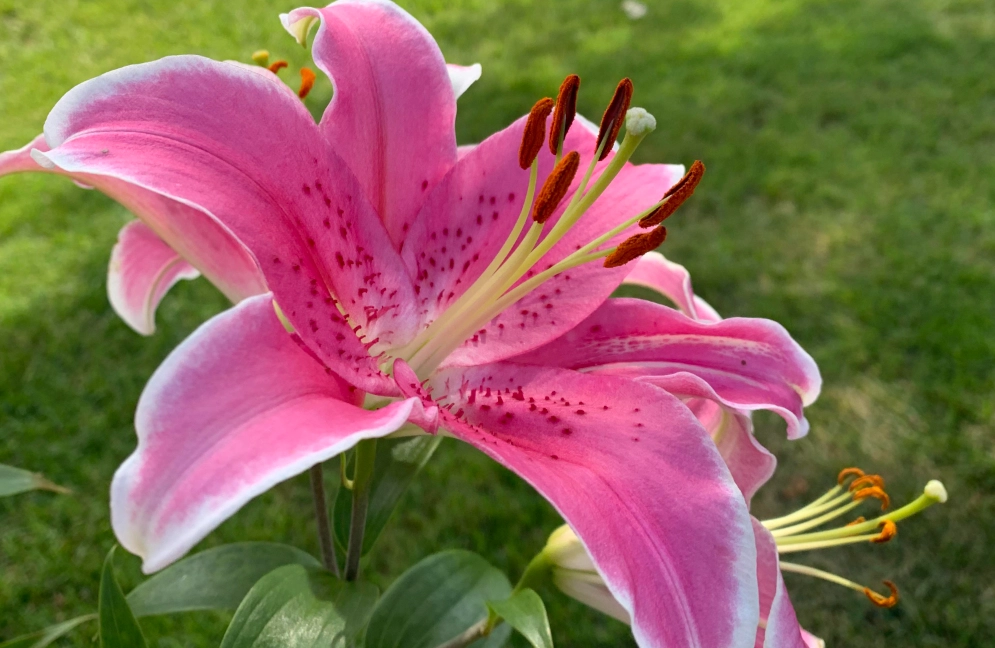 百合花对狗有毒