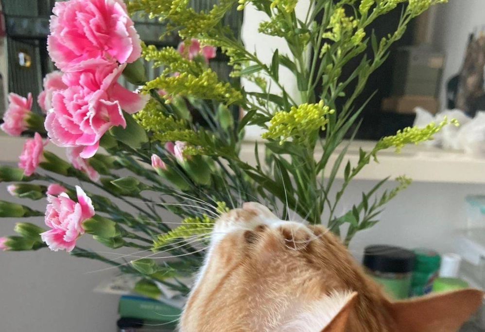 康乃馨 貓 安全 康乃馨 貓 安全