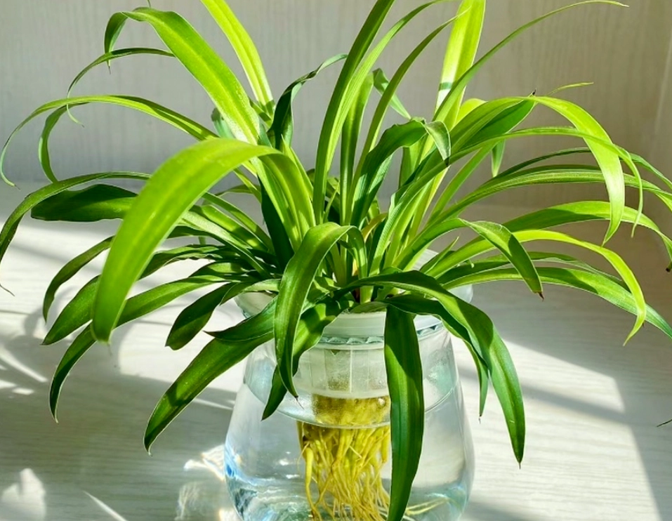 吊蘭 養護 吊蘭 養護