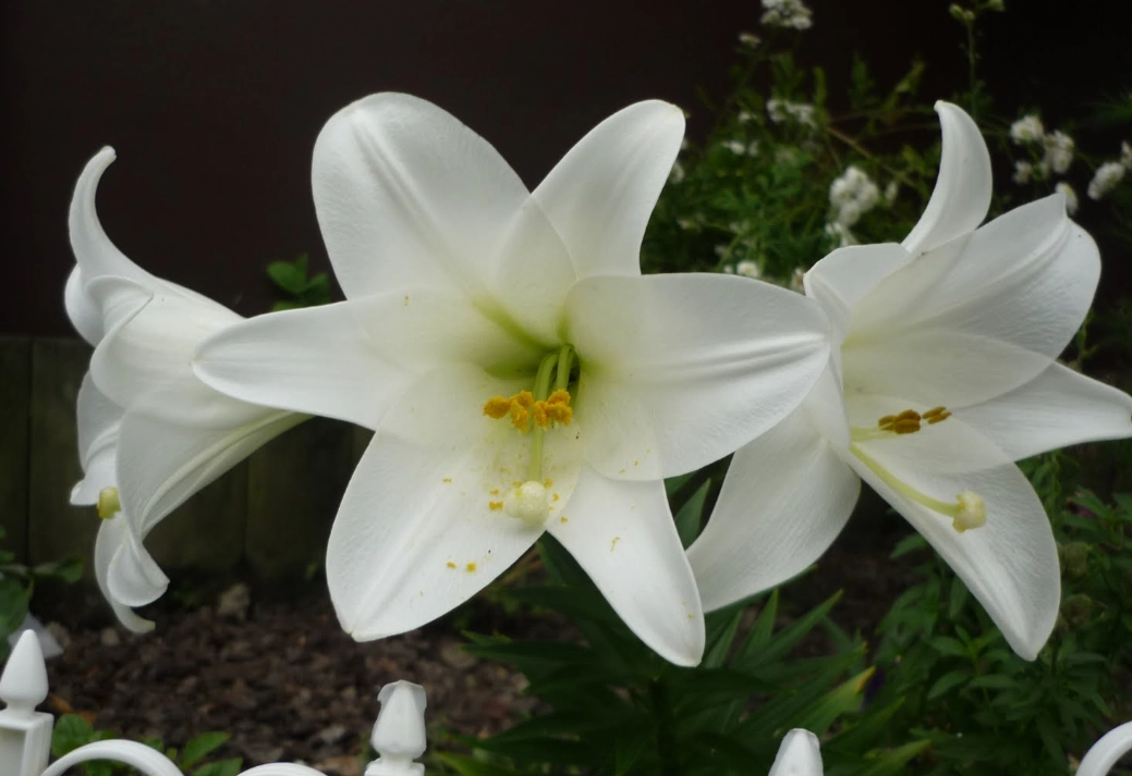 百合花对狗有毒