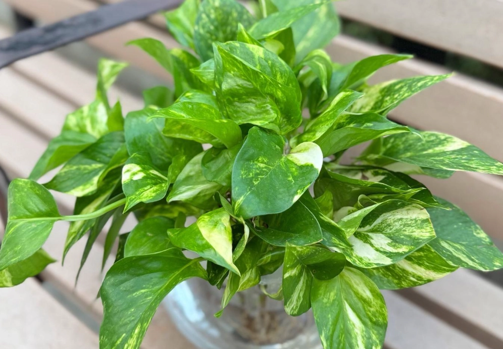 室內空氣品質植物 室內空氣品質植物