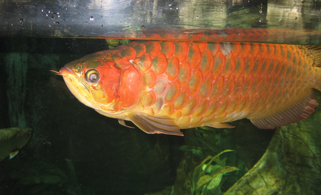 紅龍魚夢境解析