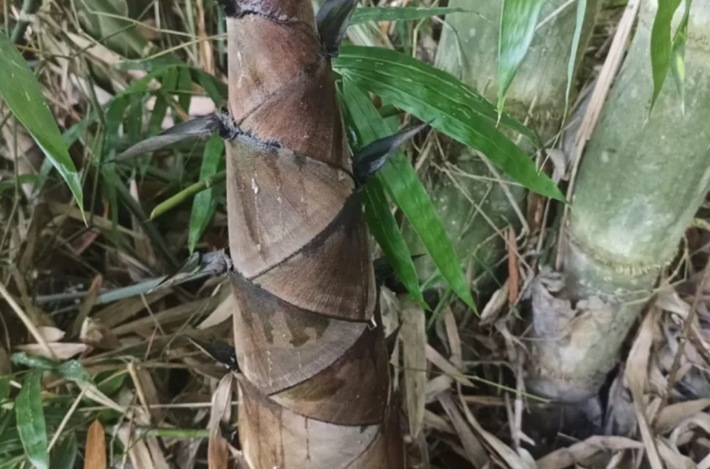 巨龍竹盆栽養護