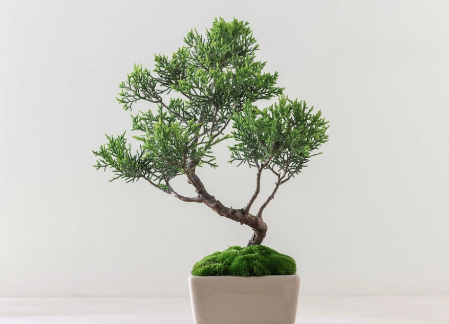 系魚川真柏 換盆