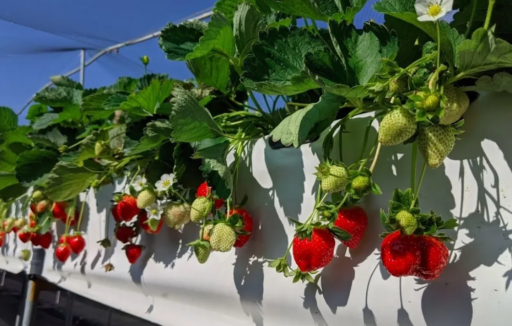 大湖草莓季 大湖草莓季