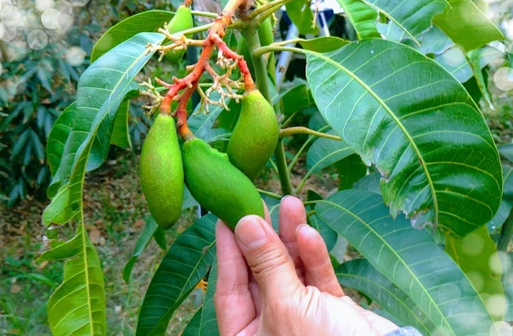 芒果種子發芽到結果