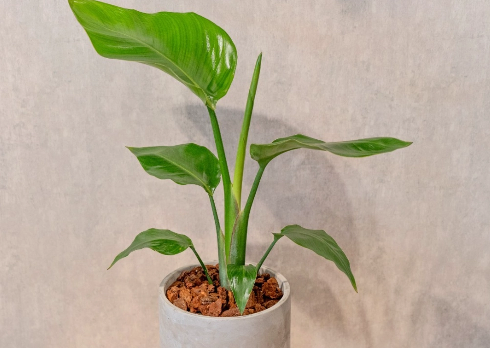 天堂鳥品種 天堂鳥品種