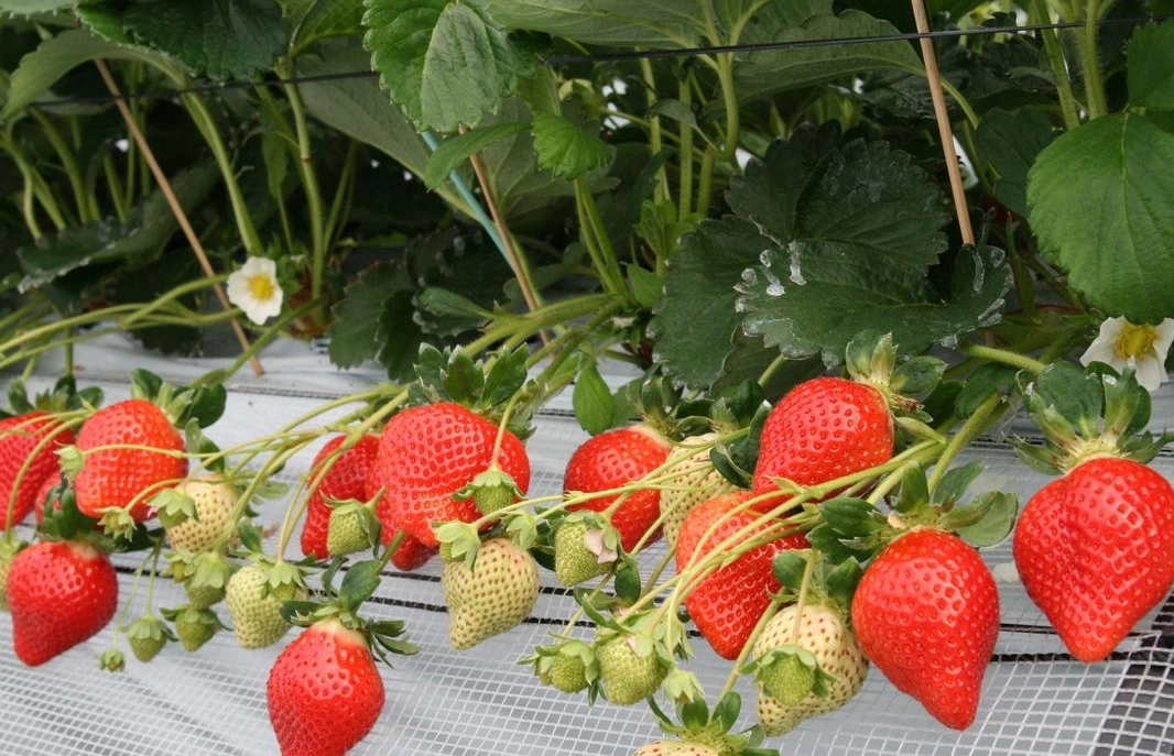 草莓採果體驗 草莓採果體驗