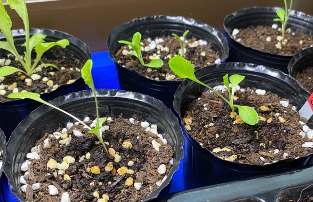 菜苗徒長原因 菜苗徒長原因