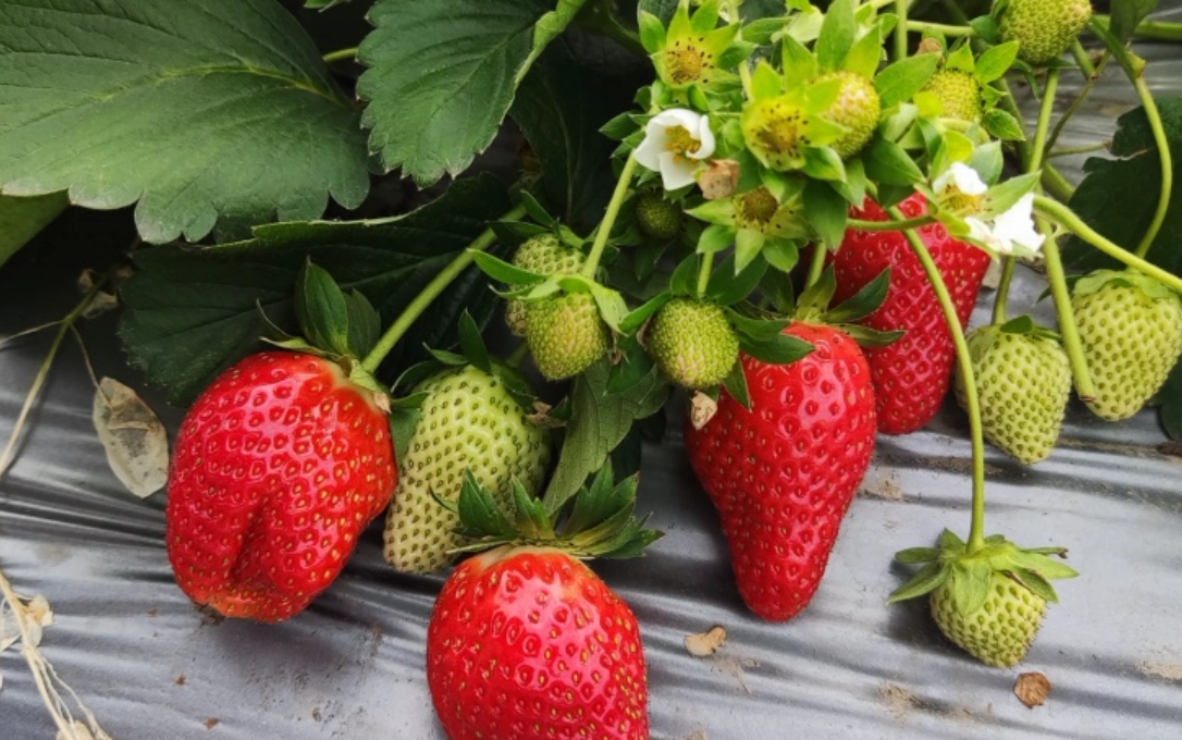 大湖草莓季 大湖草莓季