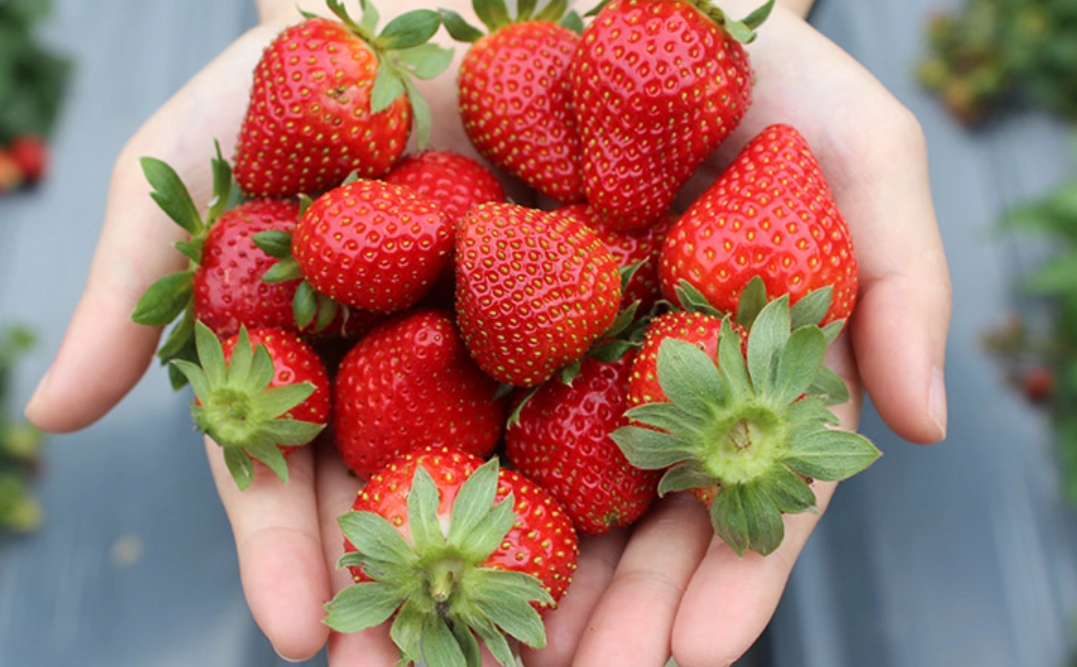 草莓採摘體驗