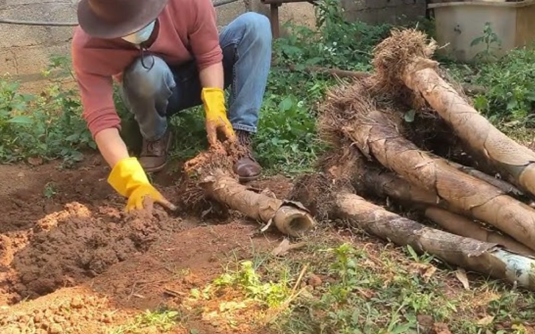 巨龍竹照顧方法