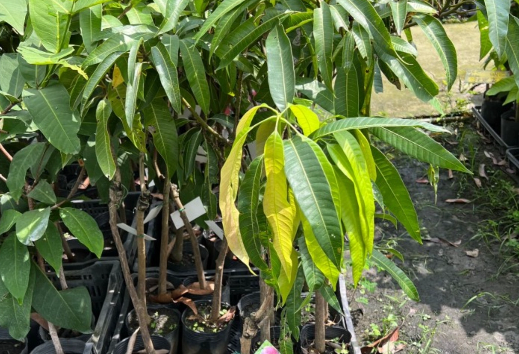 實生芒果樹栽培