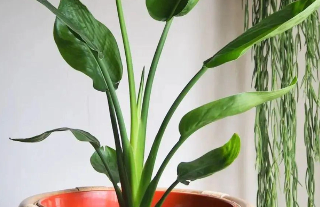 鶴望蘭怎麼養 鶴望蘭怎麼養