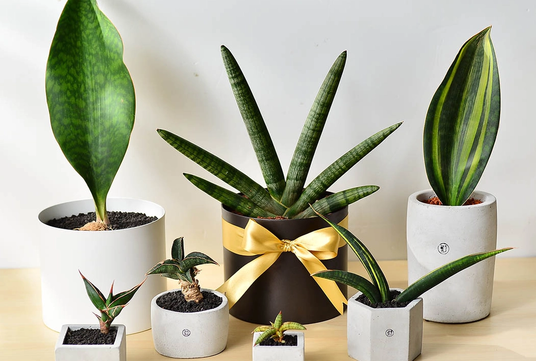 室內植物推薦 室內植物推薦