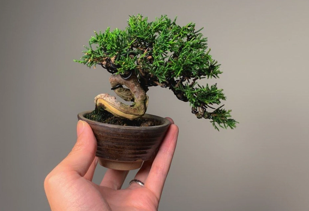 系魚川真柏 換盆