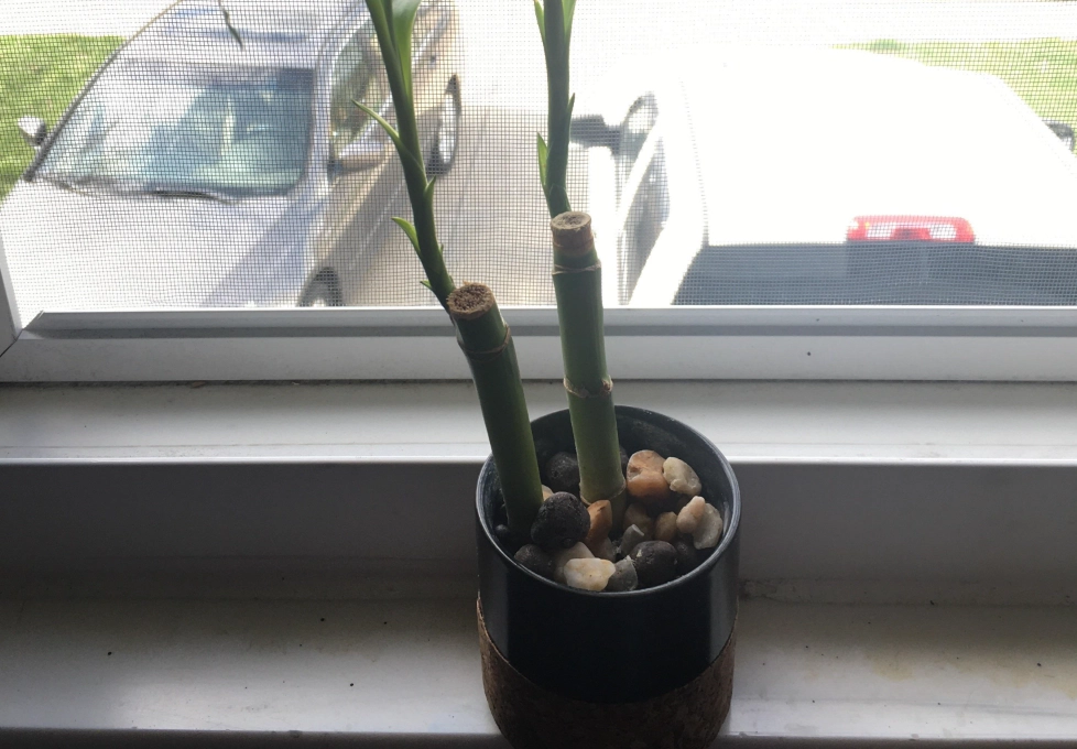 竹子繁殖方法 竹子繁殖方法