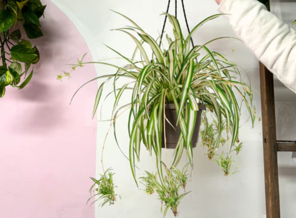 吊蘭 品種 吊蘭 品種