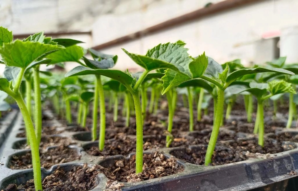 徒長補救方法 徒長補救方法