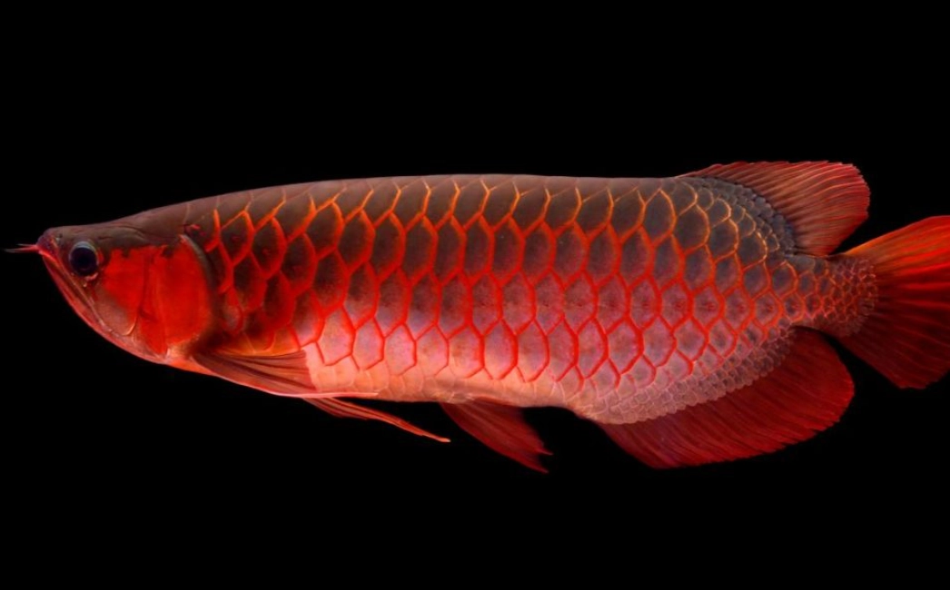 紅龍魚風水意義