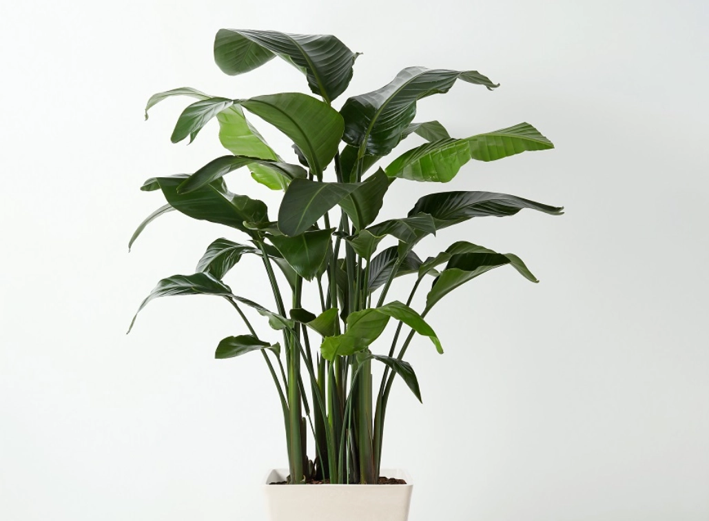 天堂鳥照顧 天堂鳥照顧