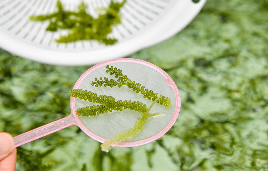 沖繩採海葡萄體驗 沖繩採海葡萄體驗