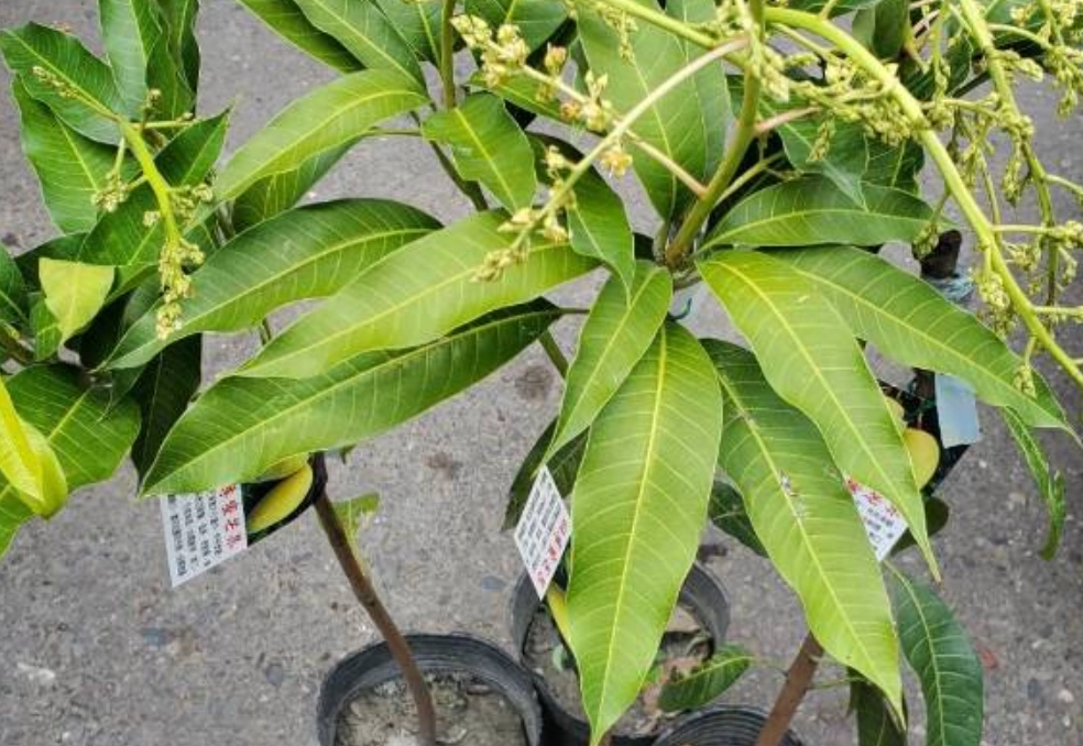 芒果種子發芽到結果