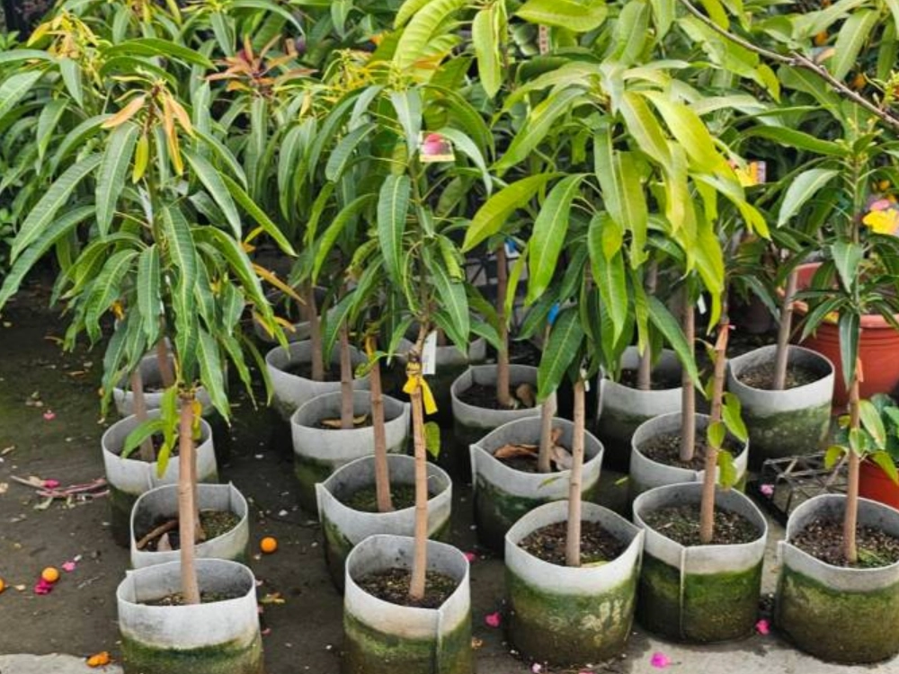 芒果實生苗結果時間