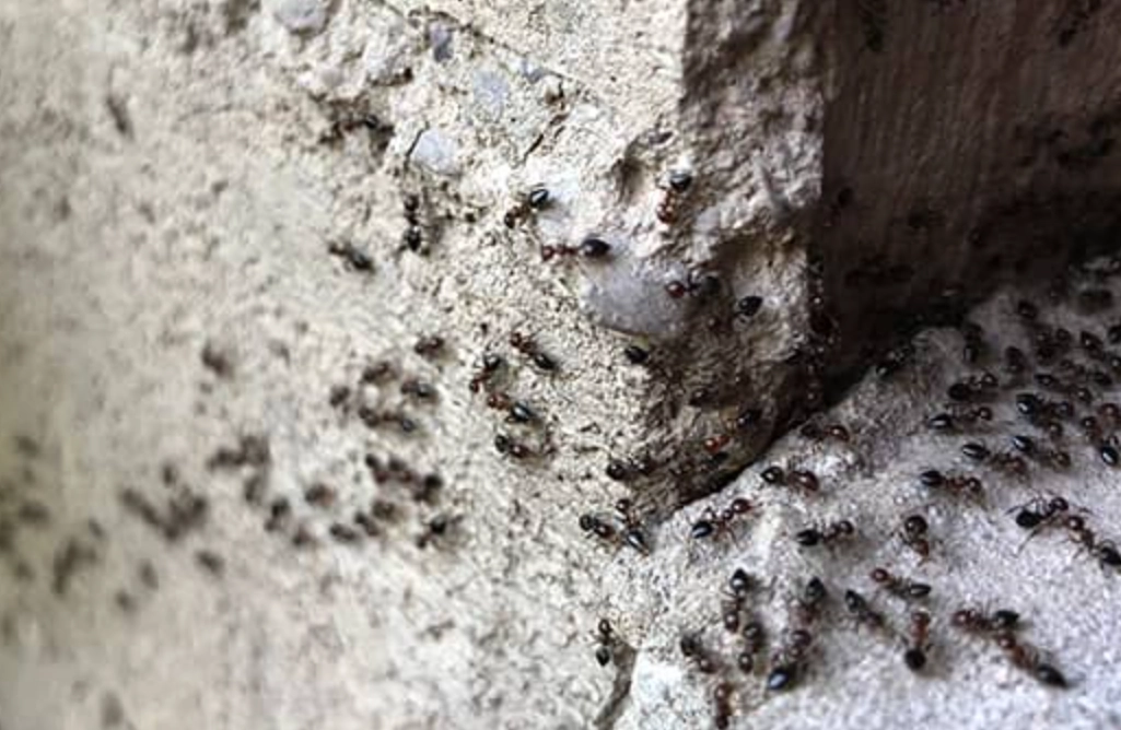 夢境心理學 夢境心理學