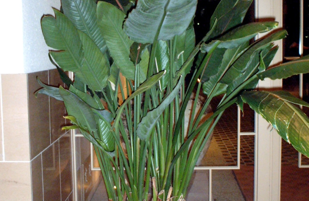 鶴望蘭怎麼養 鶴望蘭怎麼養