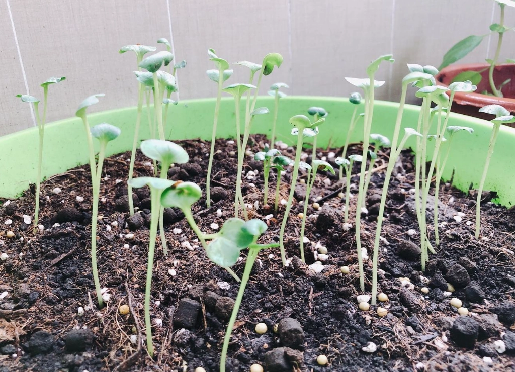 徒長補救方法 徒長補救方法